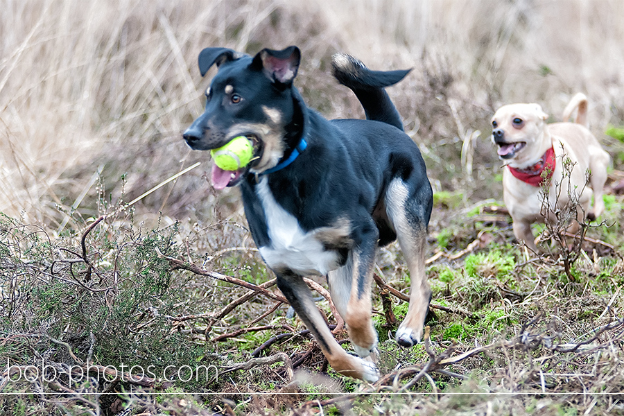 loveshoot Bergen op Zoom pieter en anita 004