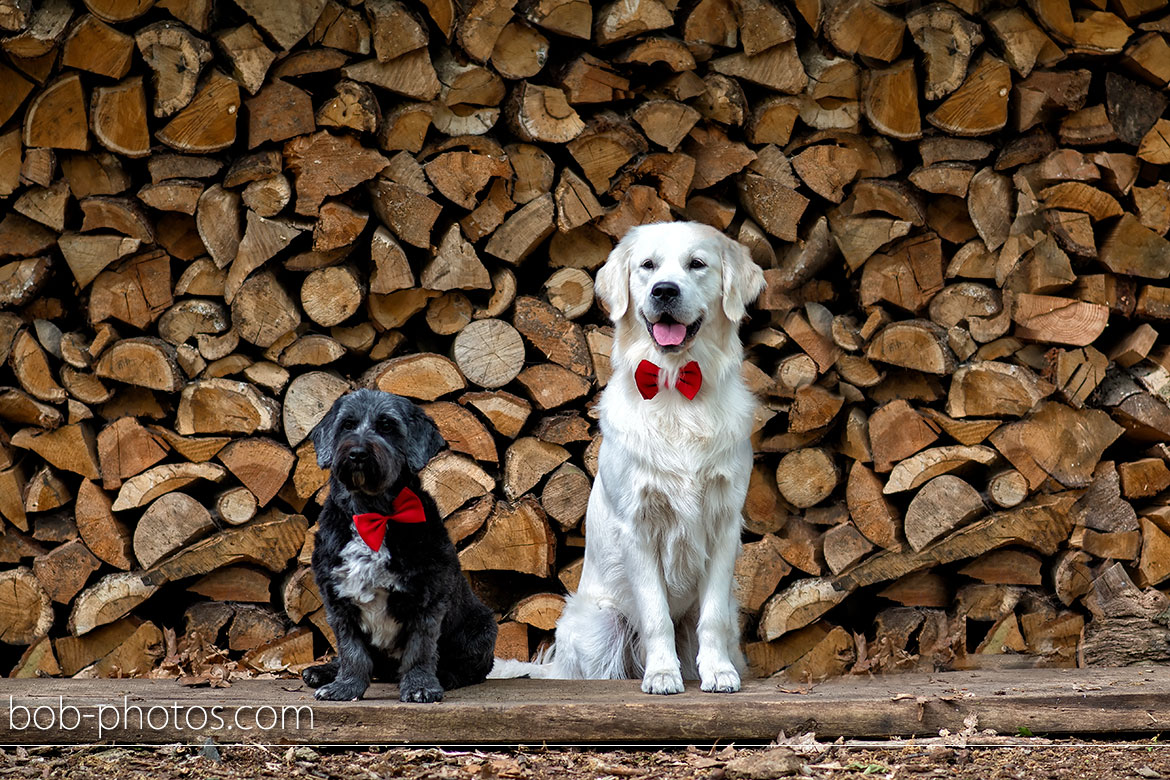 Honden op de Bruiloft Bruidsfotografie Schijf